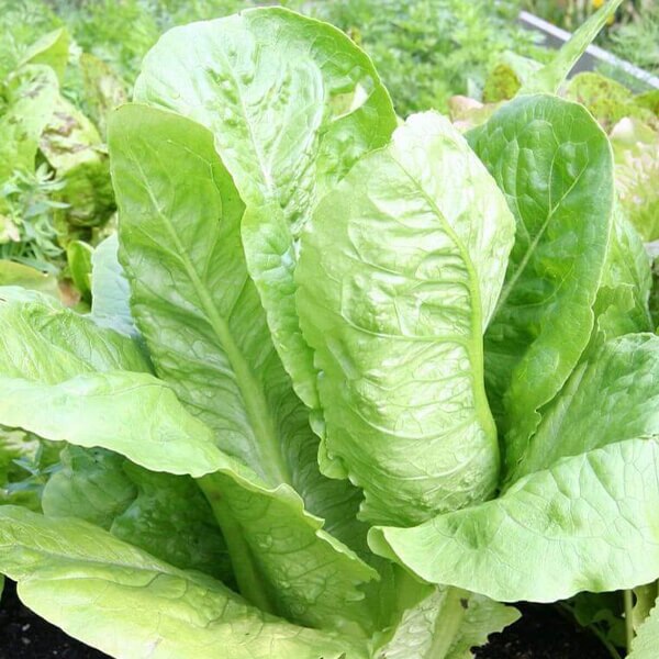 West Coast Seeds Romaine Lettuce